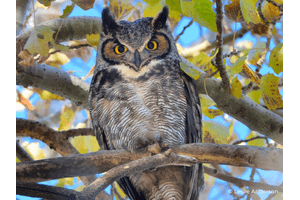 Bird Image