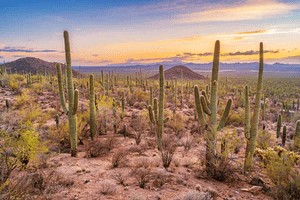 Desert Image