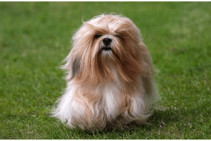 Dog Image