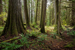 Trees Image