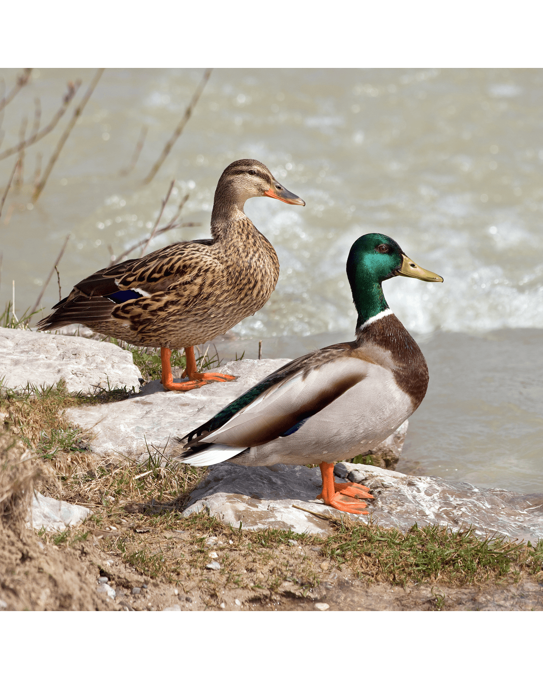 Ducks