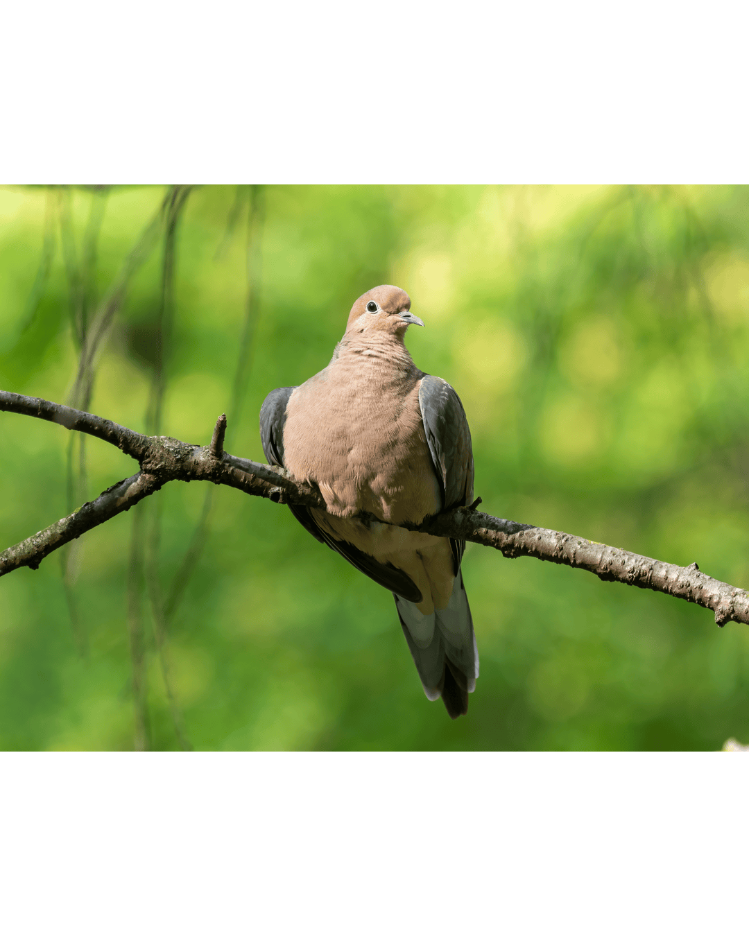 Dove