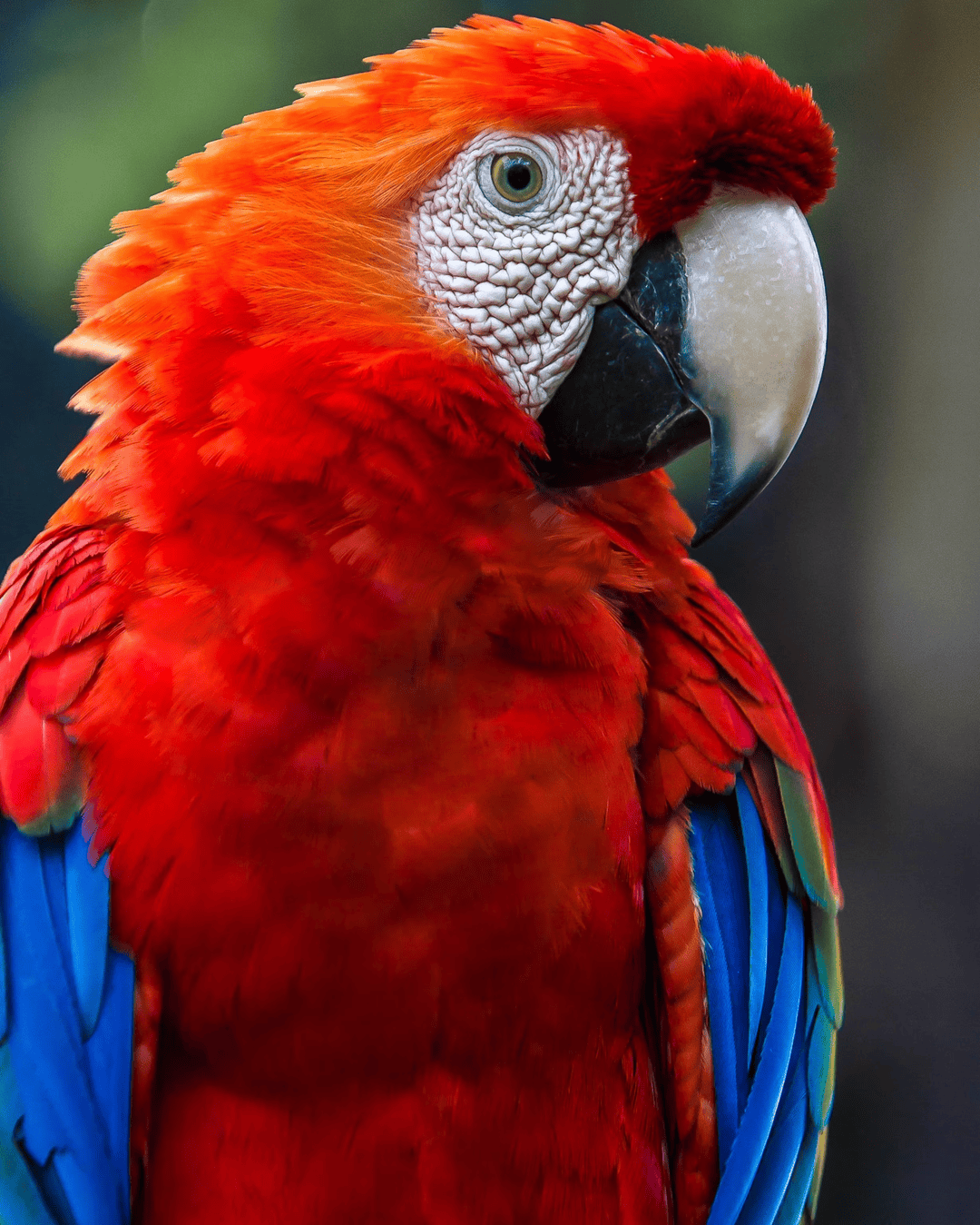 Parrot