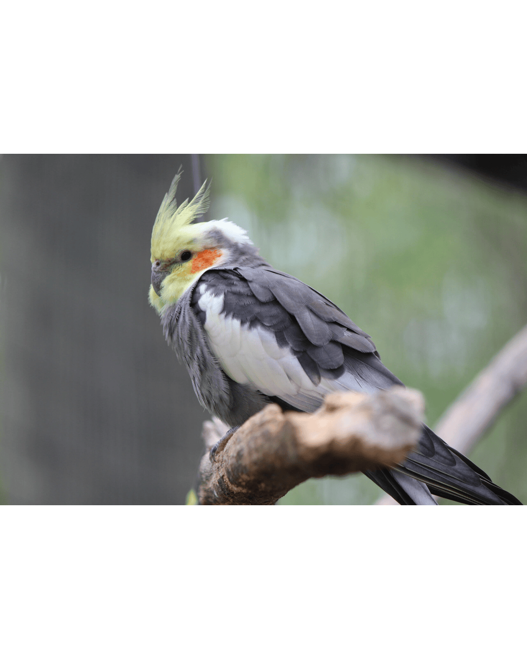 Cockatiel