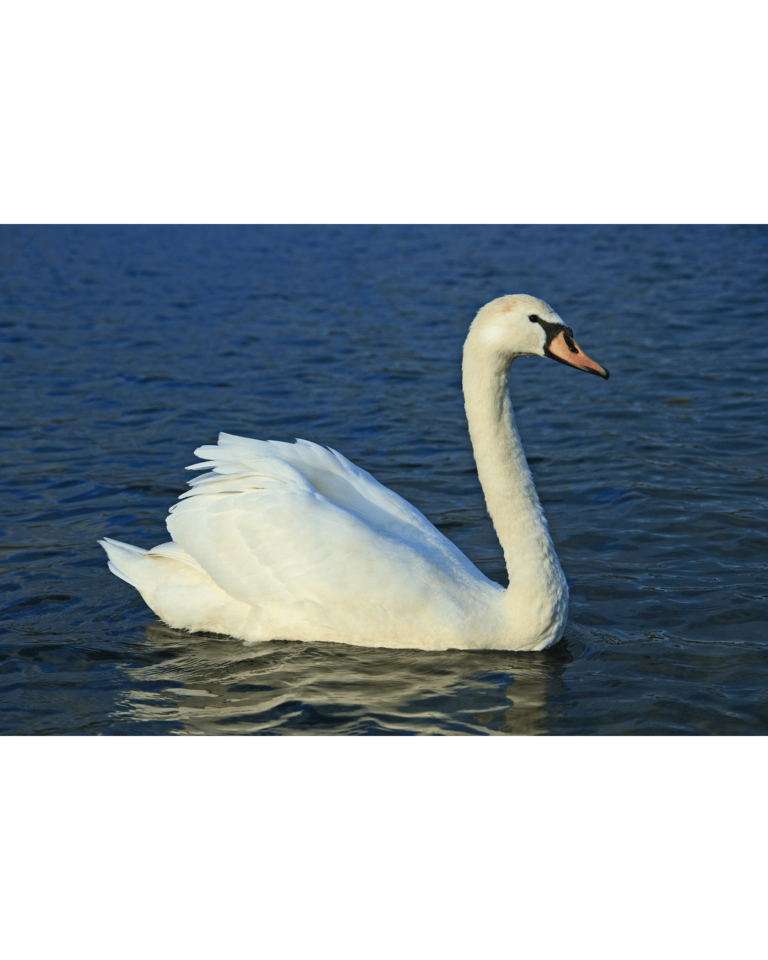 Swan